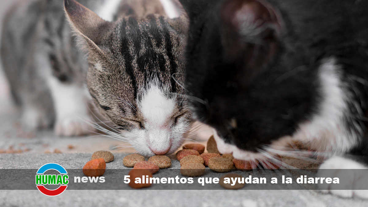 La diarrea en gatos: 5 alimentos que ayudan a controlarla