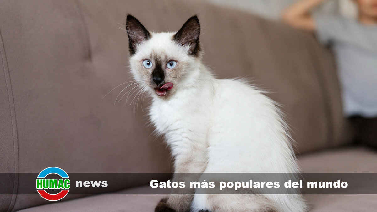 5 razas de gatos más populares del mundo