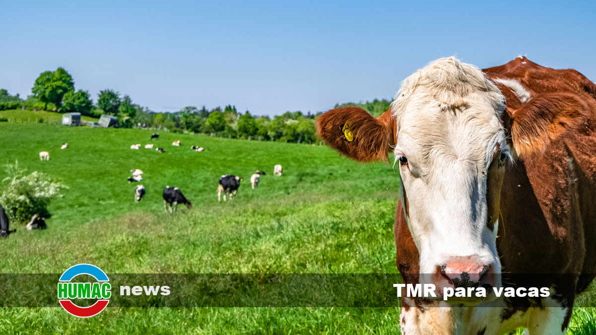 Alimentación por TMR para vacas: ¿Por qué es importante?