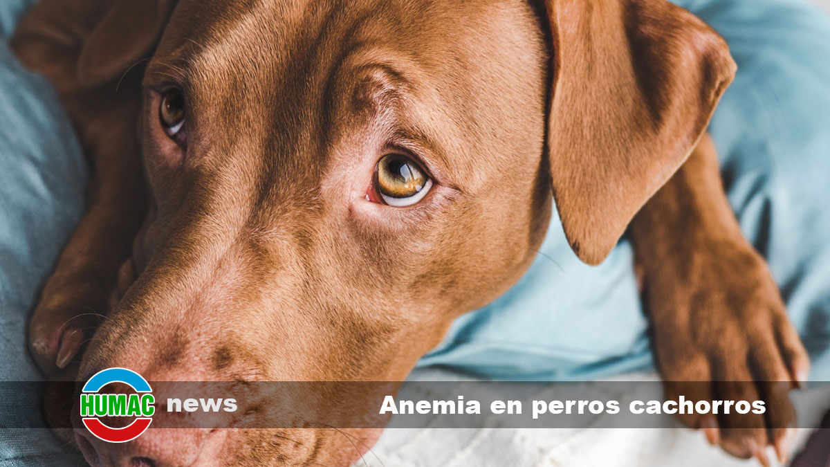 Anemia en perros cachorros: causas y tratamiento