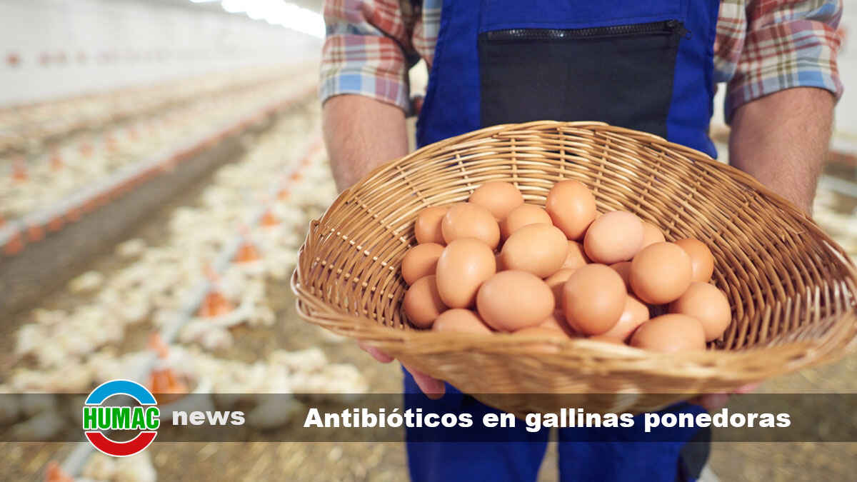Antibióticos en las granjas de gallinas ponedoras