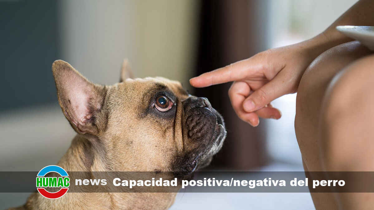 Capacidad positiva o negativa en los perros