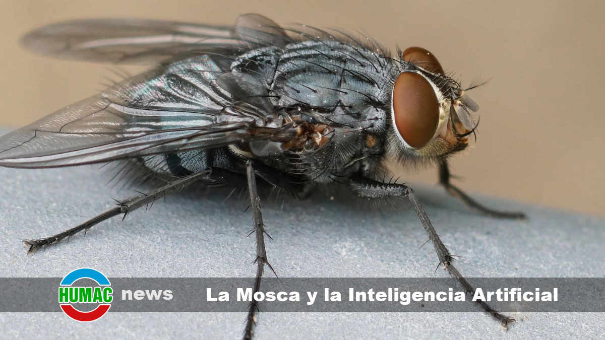 Cerebro de mosca e Inteligencia Artificial