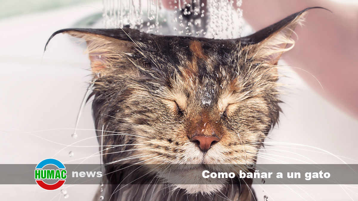 Como bañar a un gato: consejos prácticos para cuidar la higiene de tu mascota