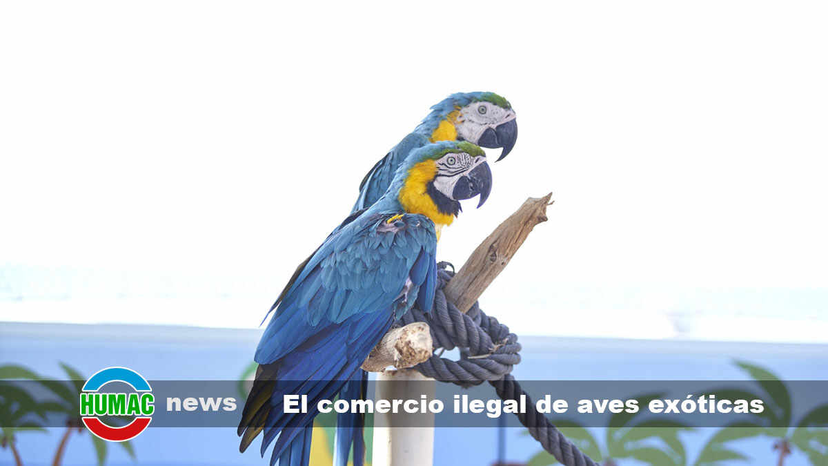 El comercio ilegal de aves exóticas