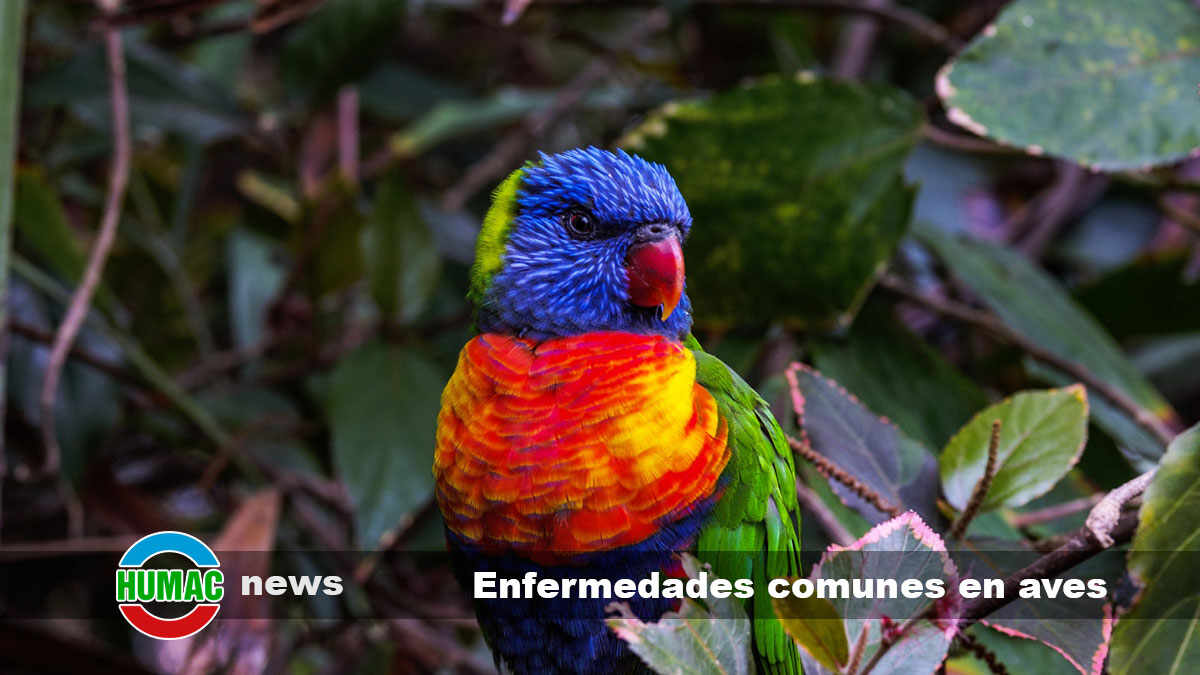 Enfermedades comunes en aves exóticas