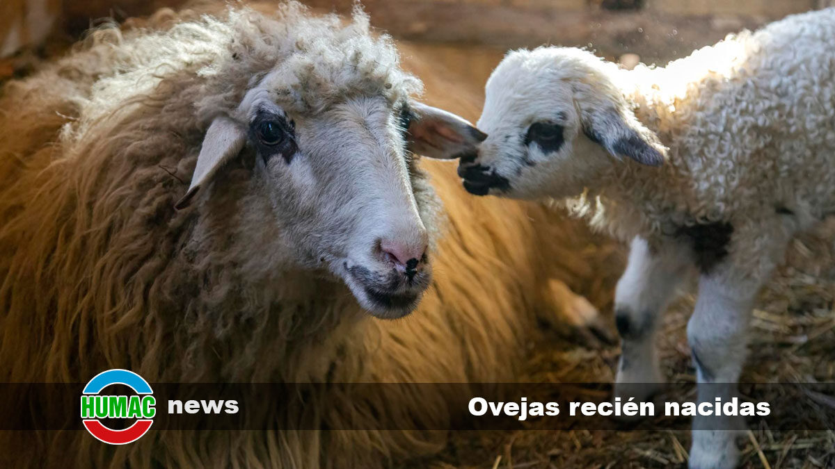 Enfermedades en ovejas recién nacidas