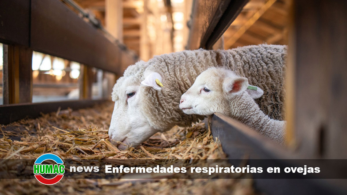 Enfermedades respiratorias en ovejas