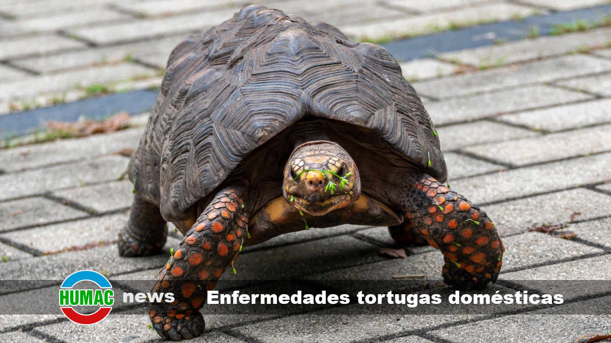 Las enfermedades comunes de las tortugas domésticas