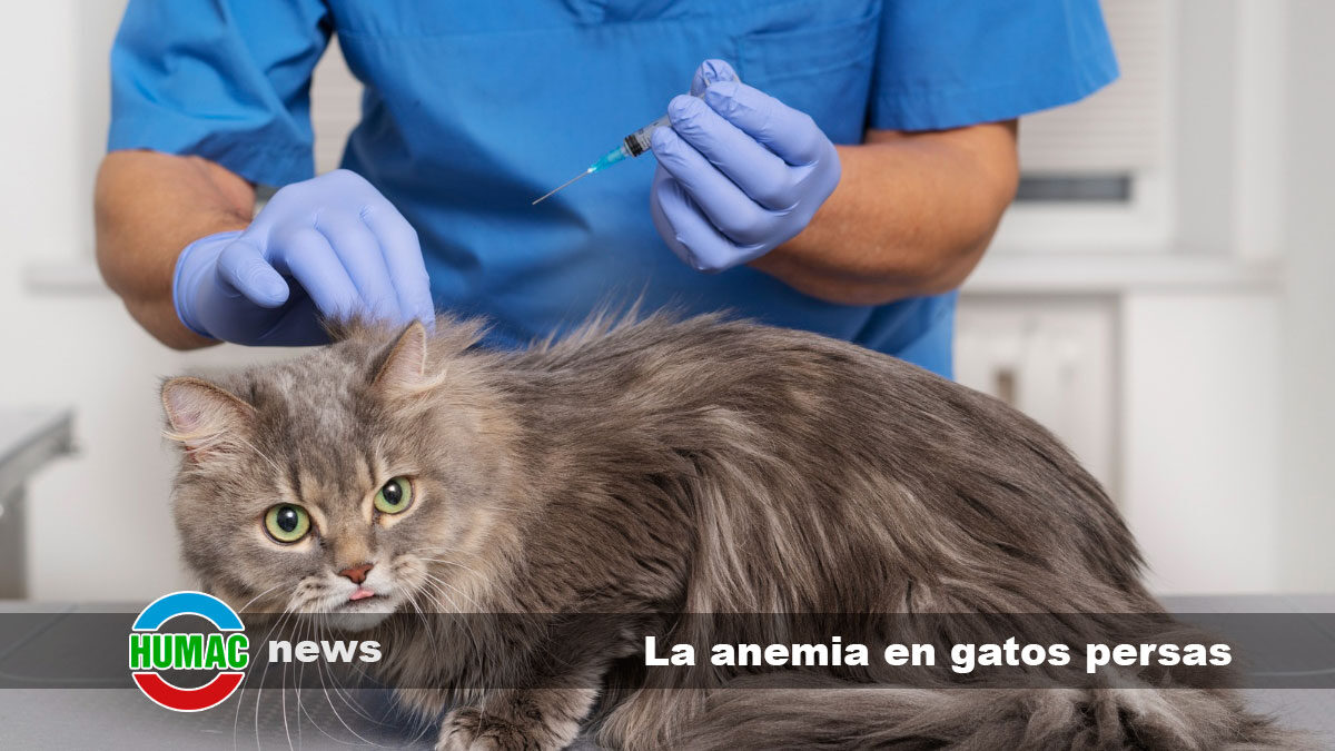 La anemia en gatos persas: ¿Es más común en esta raza?