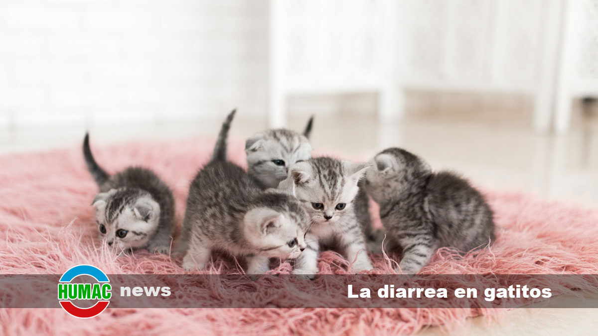 La diarrea en gatitos: Causas y prevención