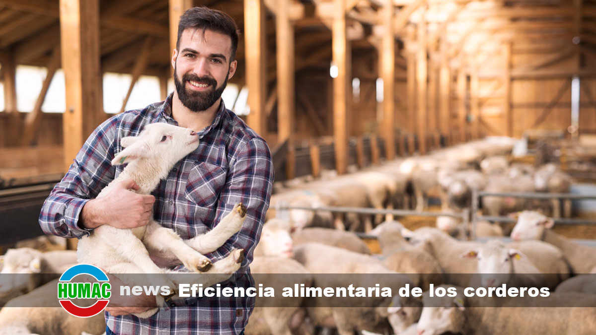 Cómo aumentar la eficiencia alimentaria de los corderos