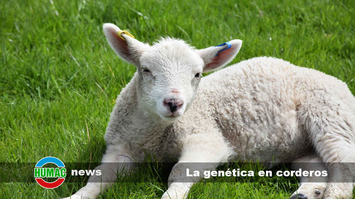 La genética en corderos, cómo afecta el crecimiento