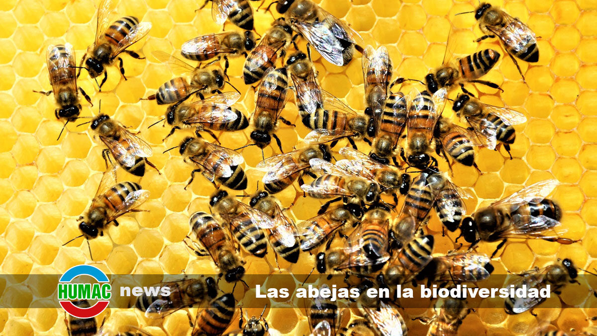 La importancia de las abejas en la biodiversidad