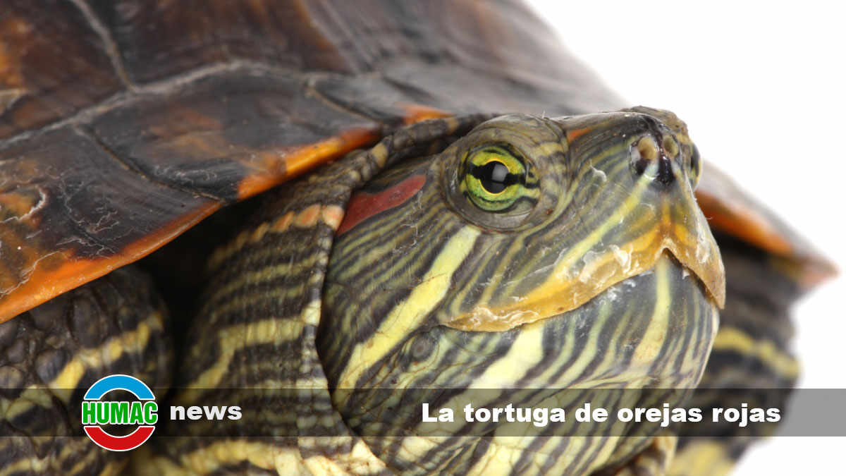 5 curiosidades sobre la tortuga de orejas rojas