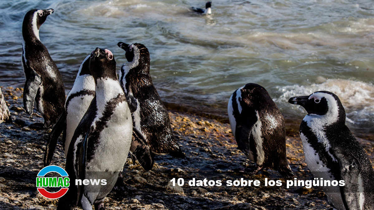 10 datos asombrosos sobre la vida de los pingüinos