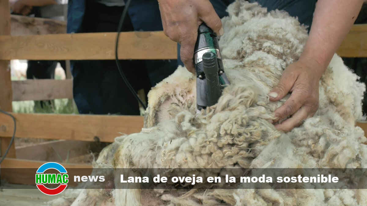 La importancia de la lana de oveja en la moda sostenible