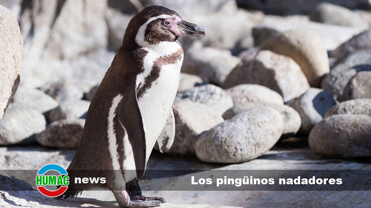 Los pingüinos nadadores: ¿Cómo pueden pasar tanto tiempo en el agua?