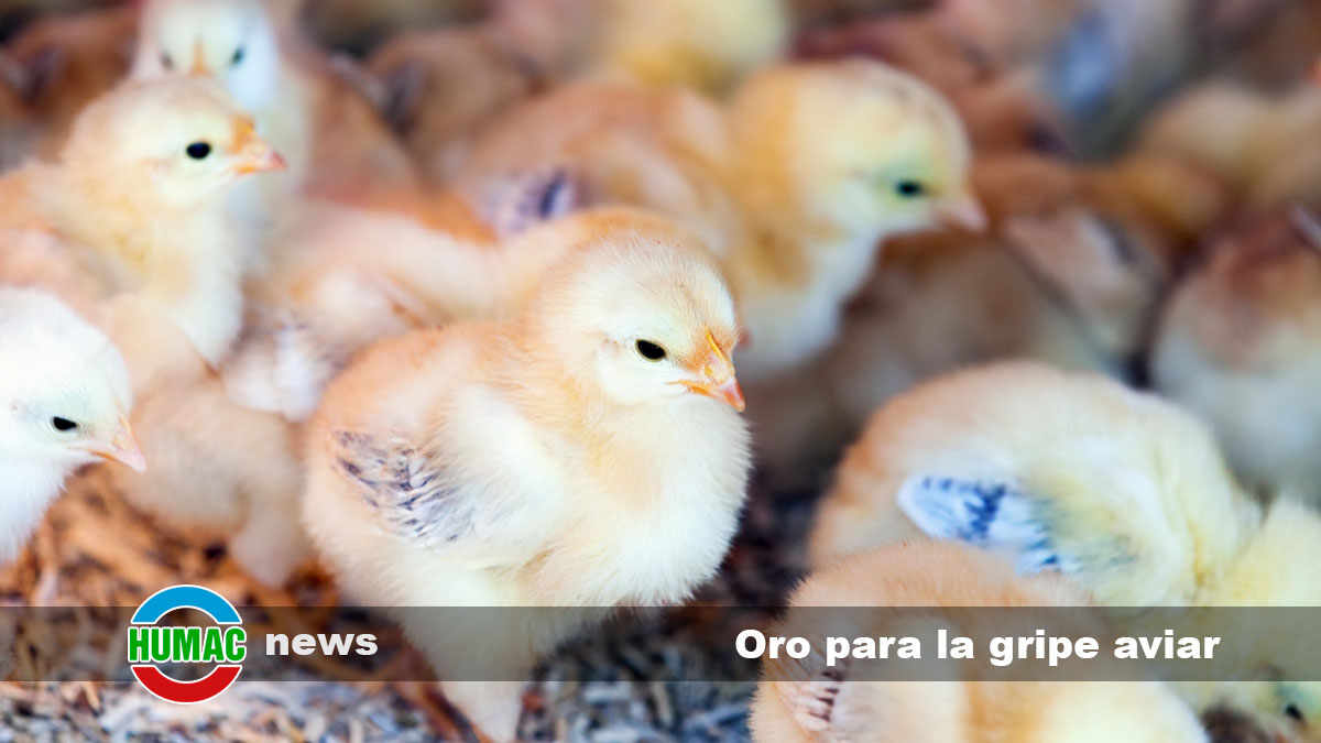 Nanoparticulas de Oro para la gripe aviar