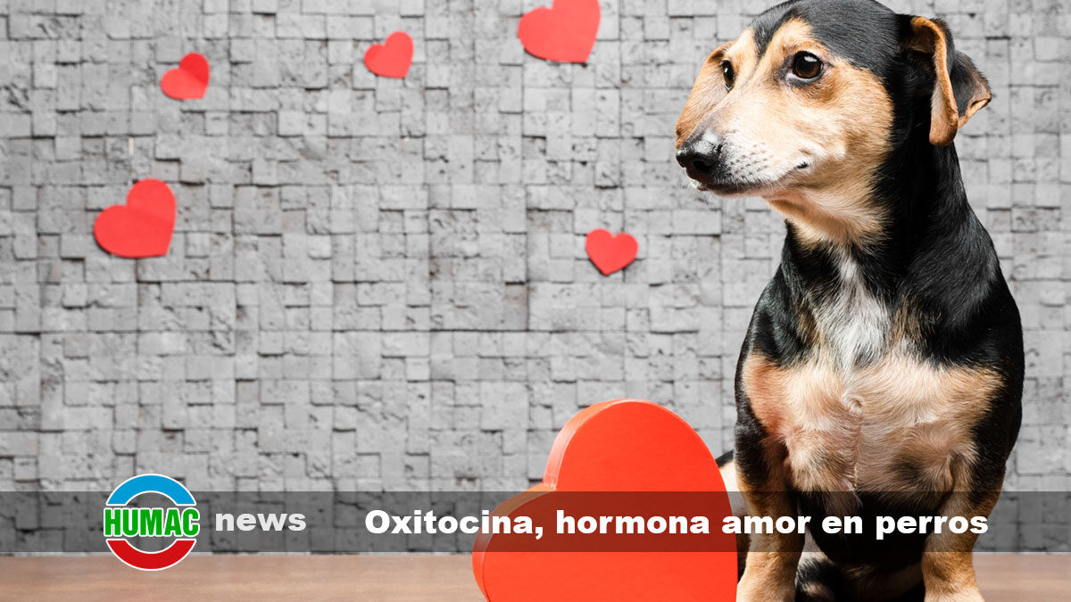 Oxitocina la hormona del amor en los perros