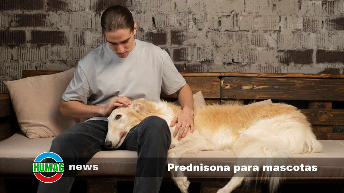 Conoce como la Prednisona puede ayudar a tus mascotas