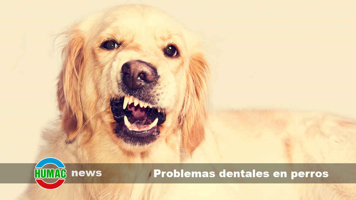 Cómo prevenir problemas dentales en perros