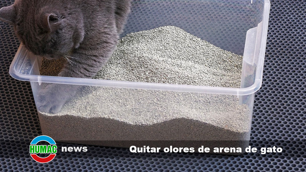 Quitar olores de arena de gato ¿Cómo hacerlo?