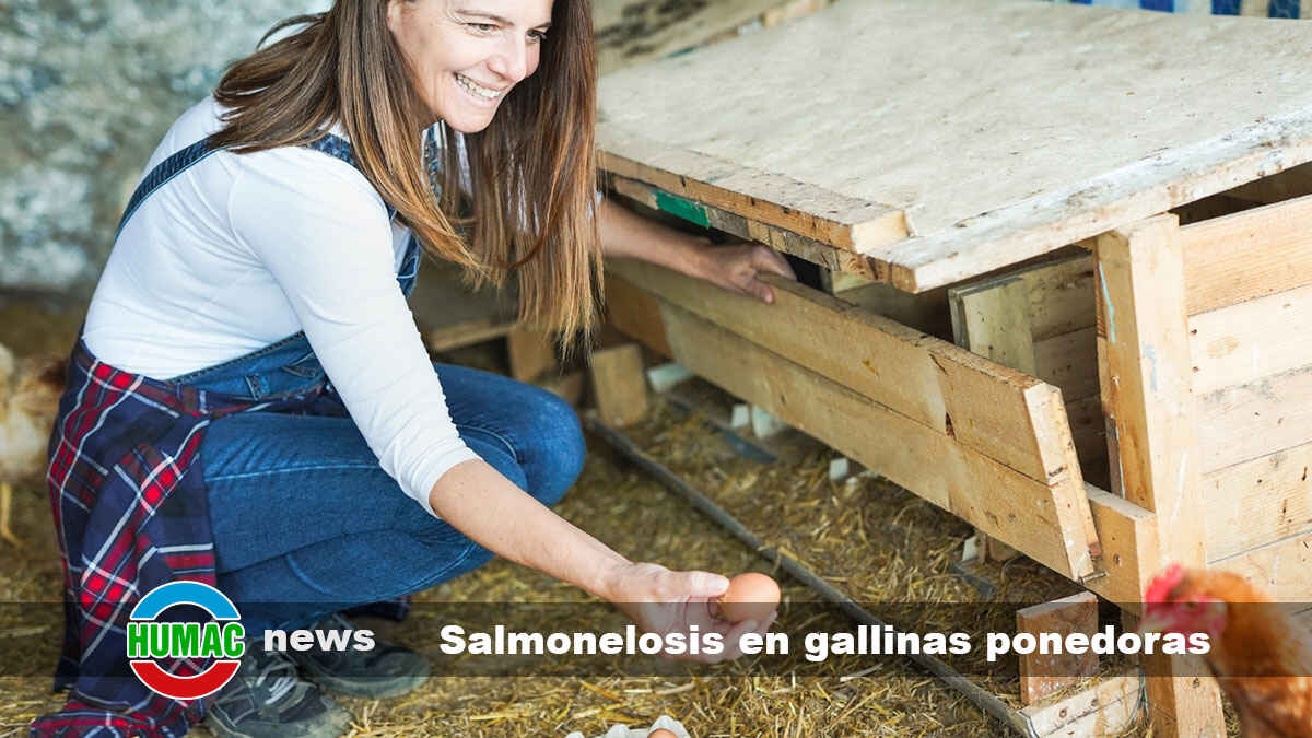 Salmonelosis en gallinas ponedoras, cómo prevenirla