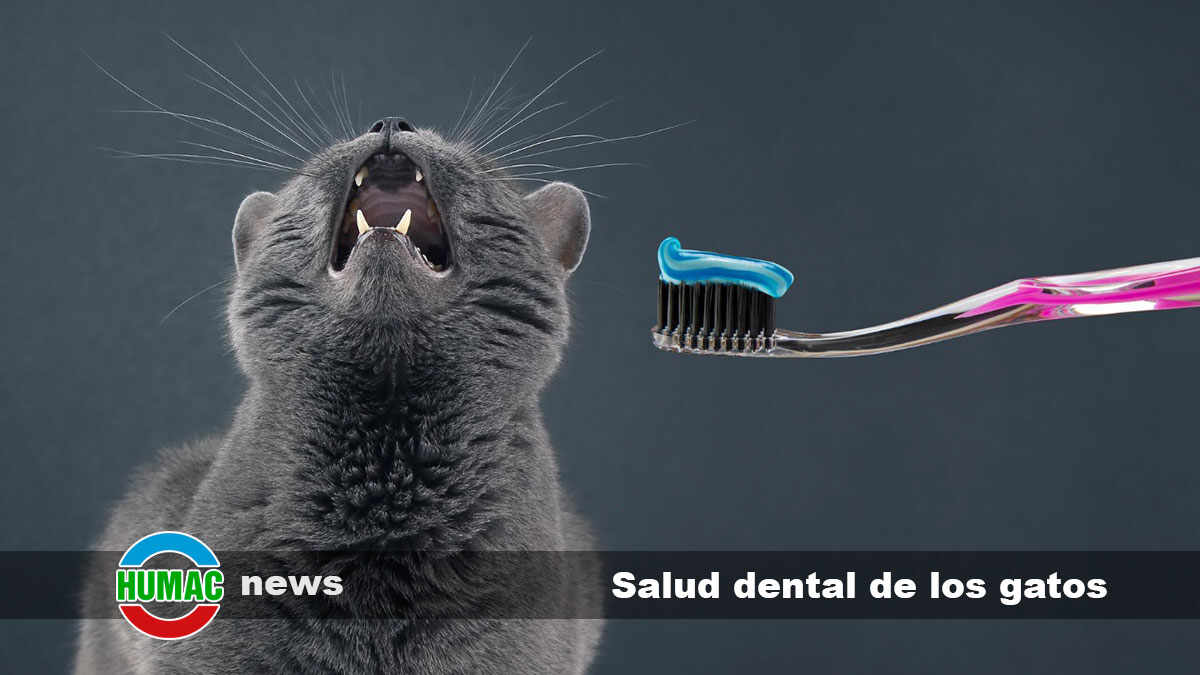 Salud dental de los gatos: cómo el estrés puede afectarla