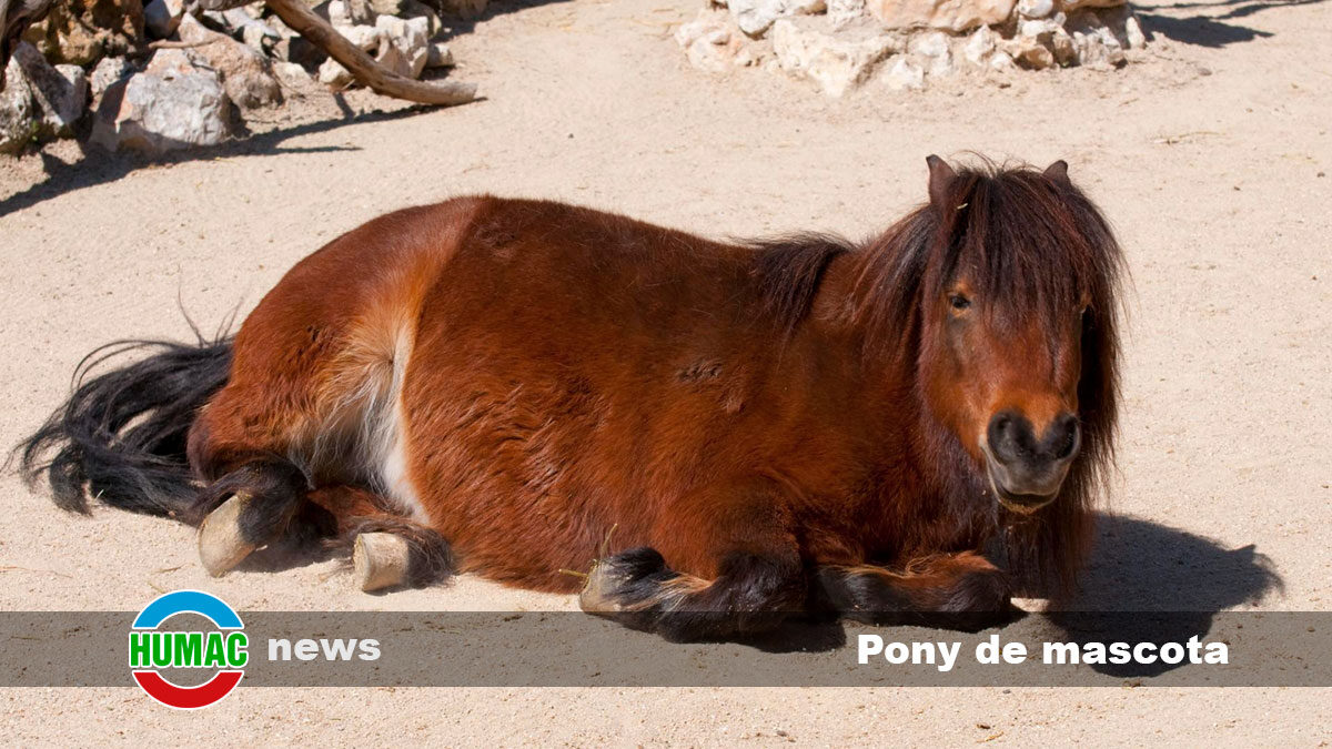 ¿Se puede tener un Pony de mascota?