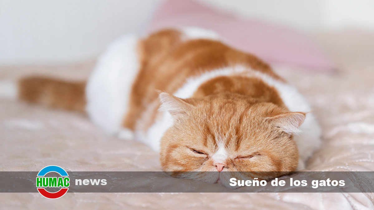 Sueño de los gatos: ¿por qué los gatos duermen tanto?