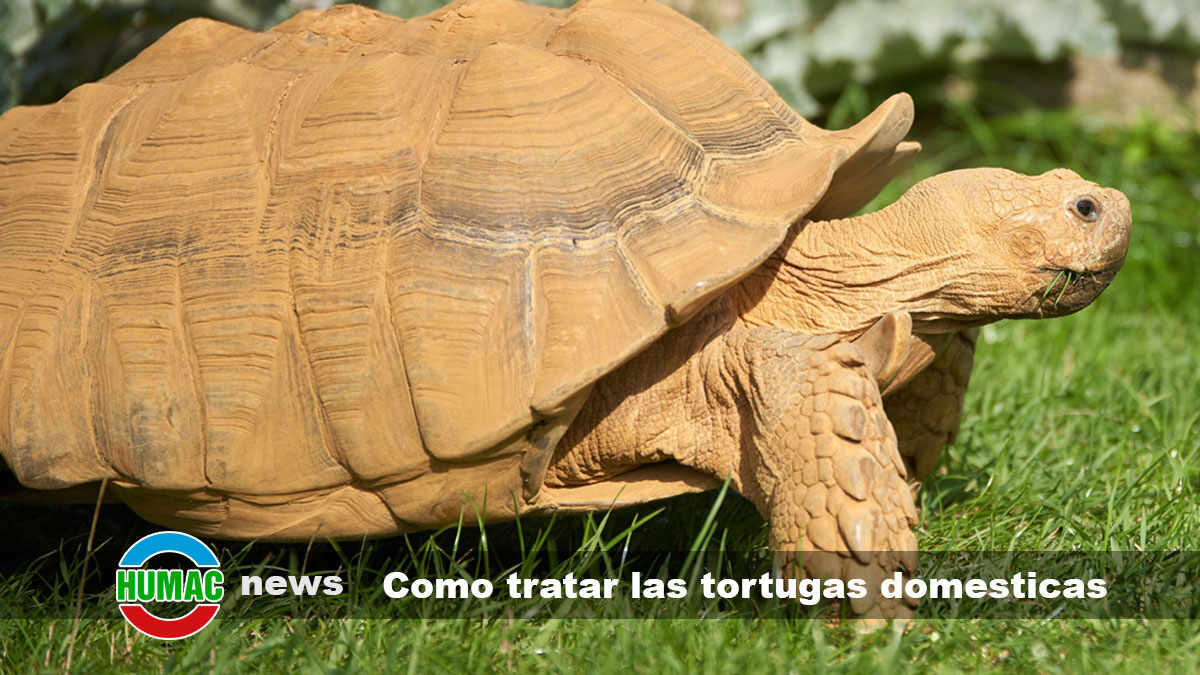 Cuidados y recomendaciones para tratar las tortugas domesticas