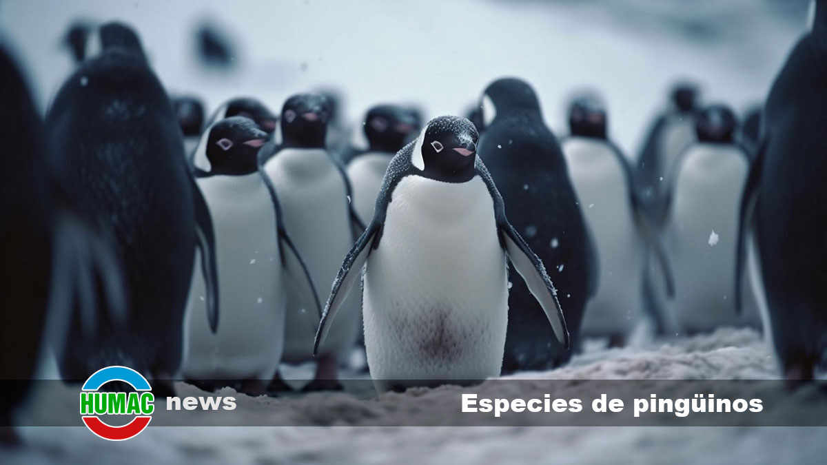 Especies De Pingüinos