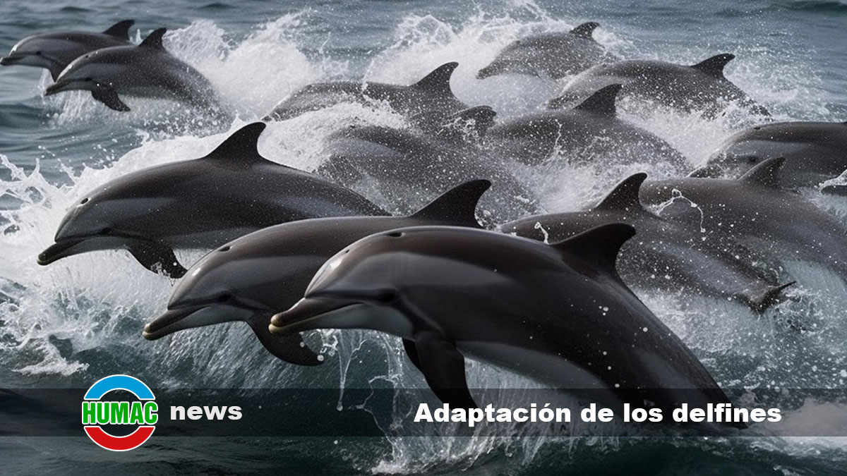 Adaptación de los delfines a la vida acuática