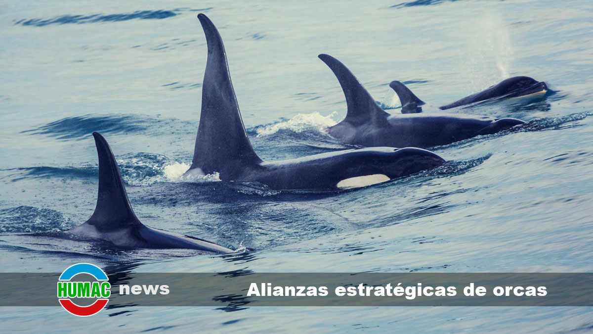 alianzas estrategicas de orcas 2