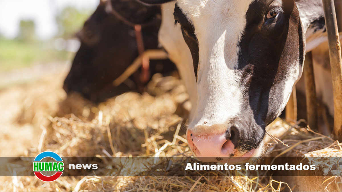¿Qué son los alimentos fermentados y cómo pueden beneficiar a las vacas?