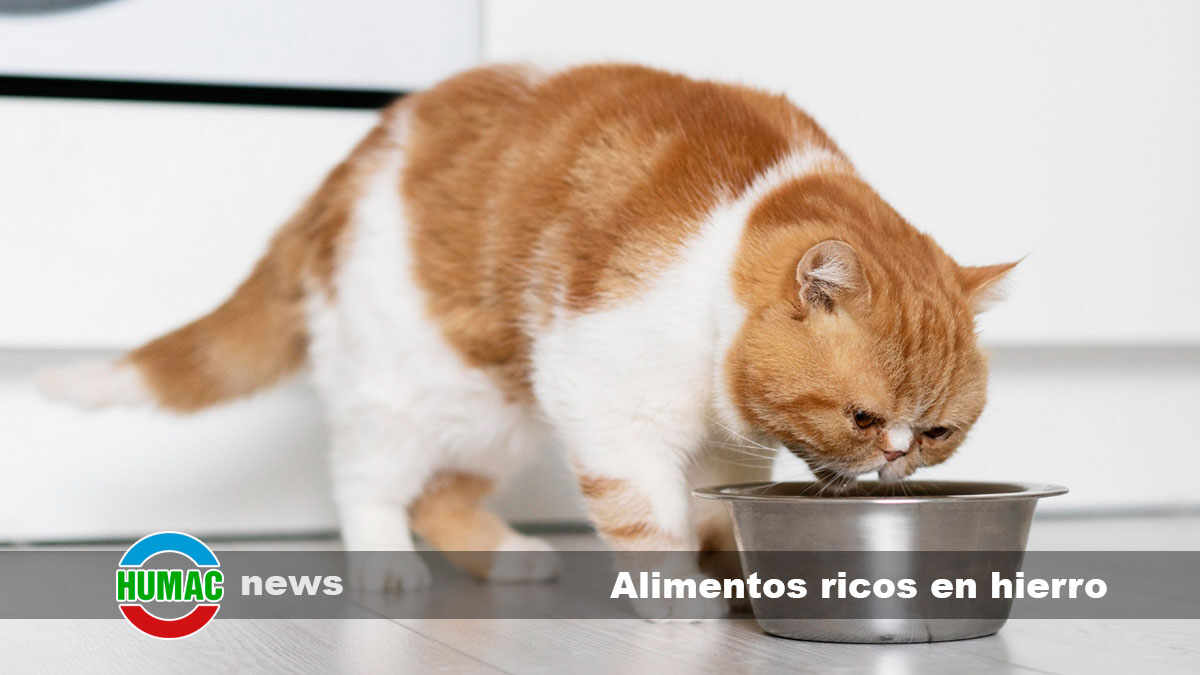 Alimentos ricos en hierro para la anemia en gatos