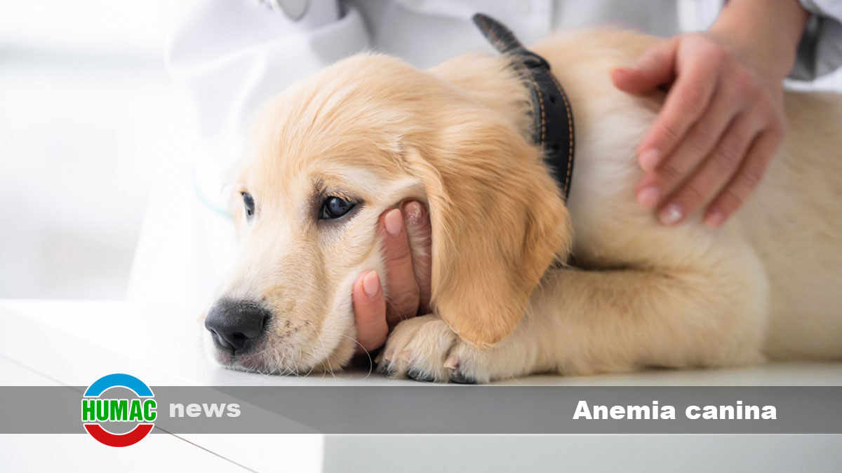 Tratamiento para anemia canina