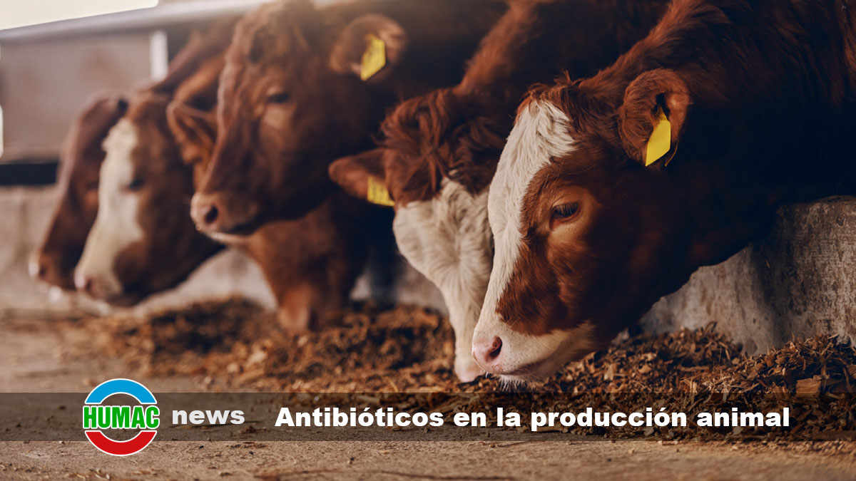 antibióticos en la producción animal