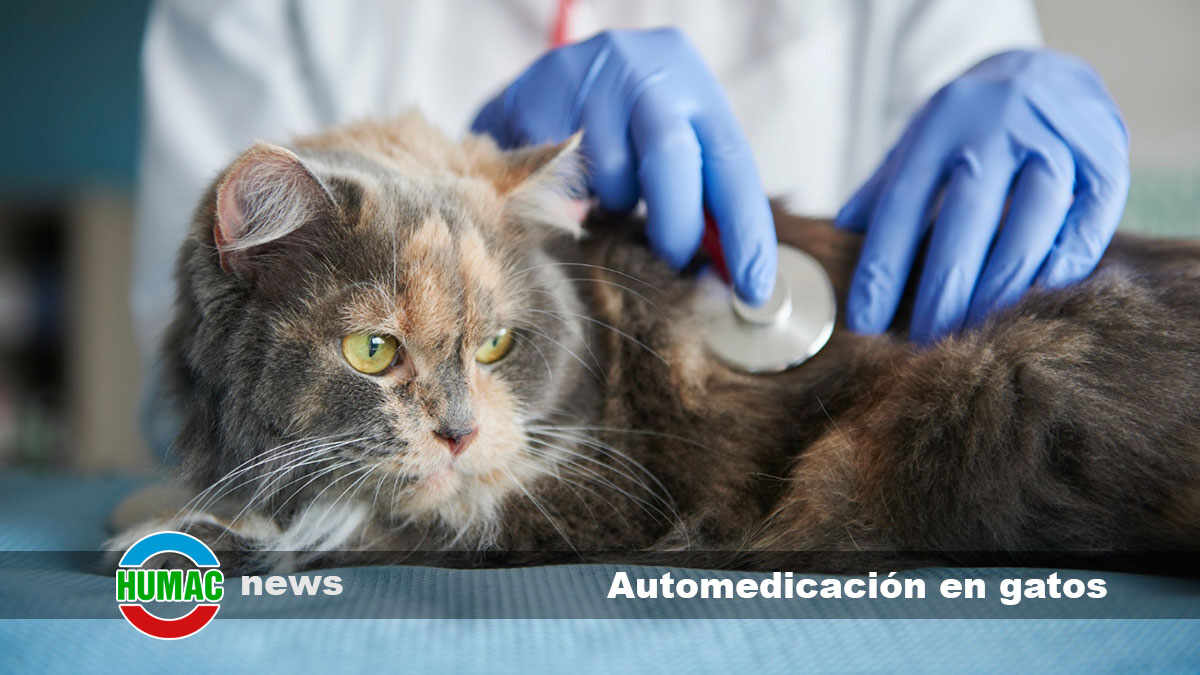 Los peligros de la automedicación en gatos con diarrea