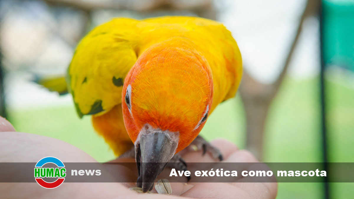 ¿Es legal la ave exótica como mascota?