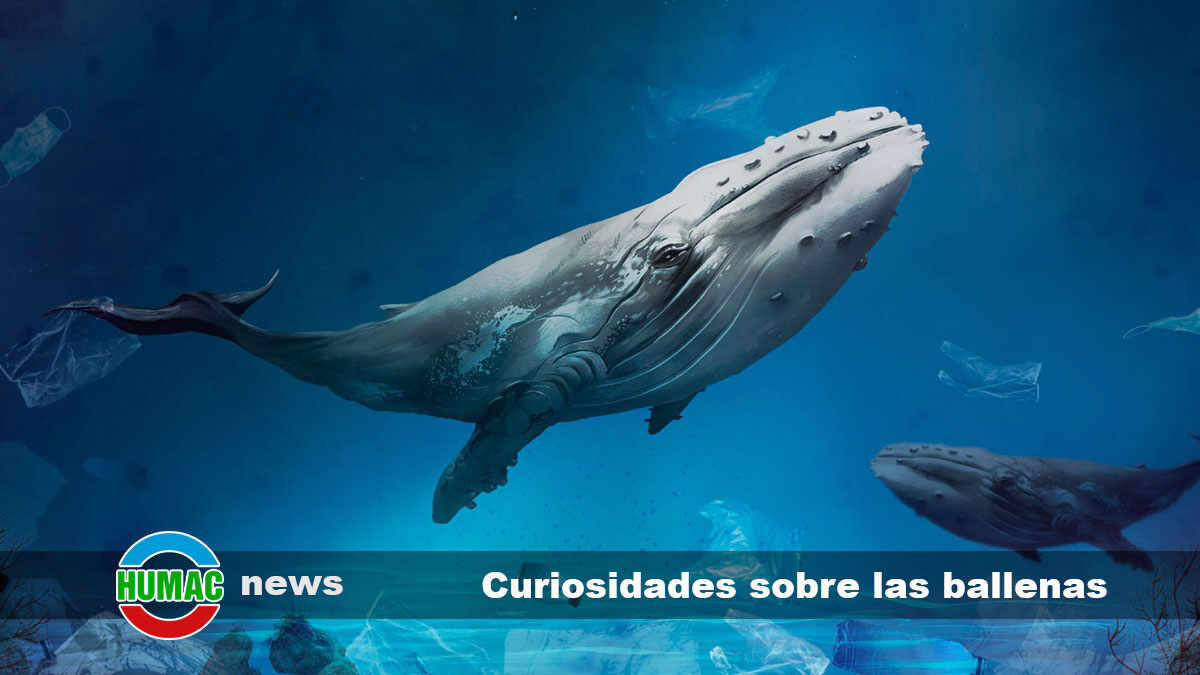 curiosidades sobre las ballenas