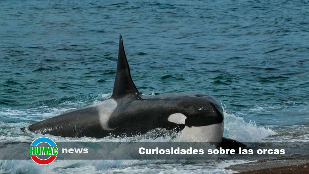 curiosidades sobre las orcas