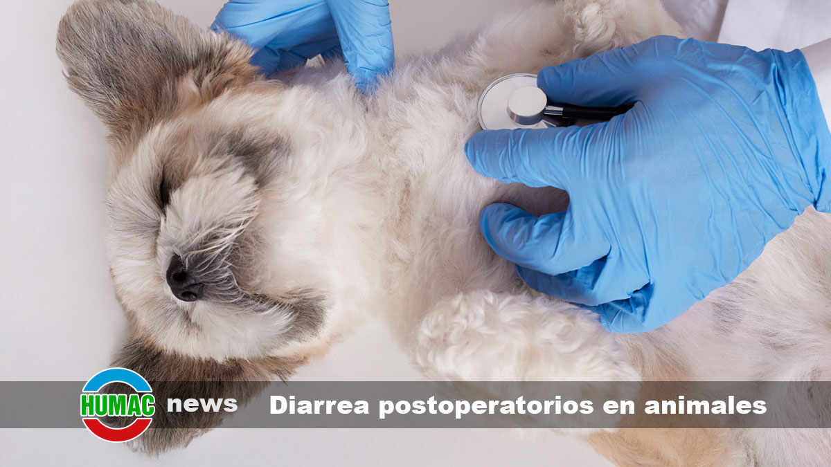 diarrea postoperatorio en animales
