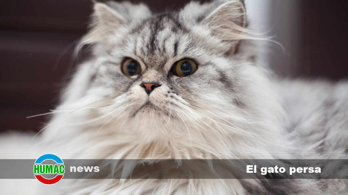 El gato persa: carácter y personalidad de esta raza de pelo largo