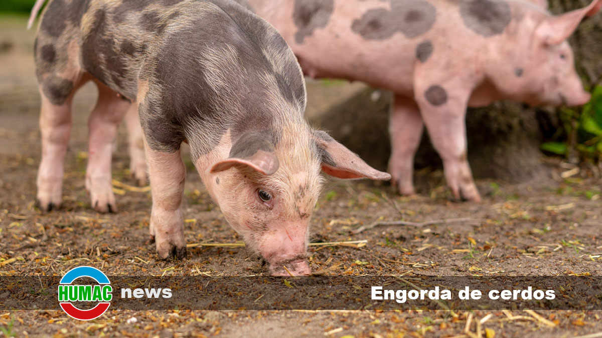 Engorda de cerdos: ¿cuánto tiempo tardan los cerdos en crecer?