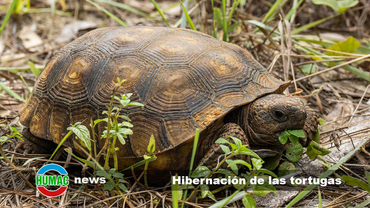 Hibernación de las tortugas – lo que necesitas saber