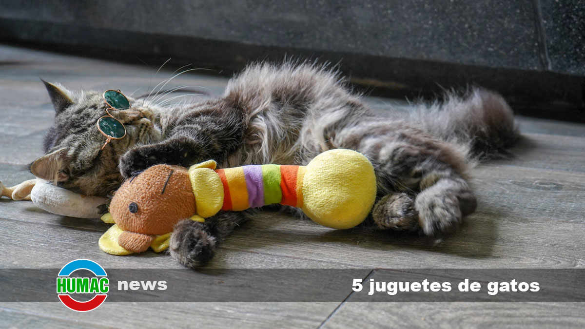5 juguetes de gatos para reducir el estrés felino