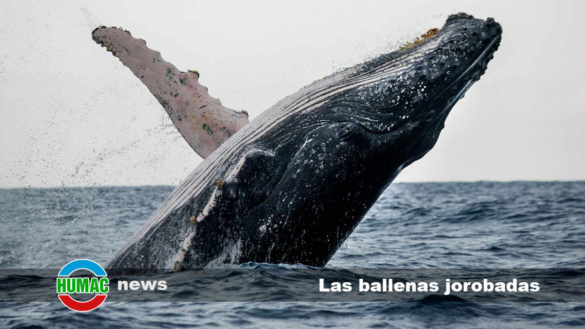 las ballenas jorobadas
