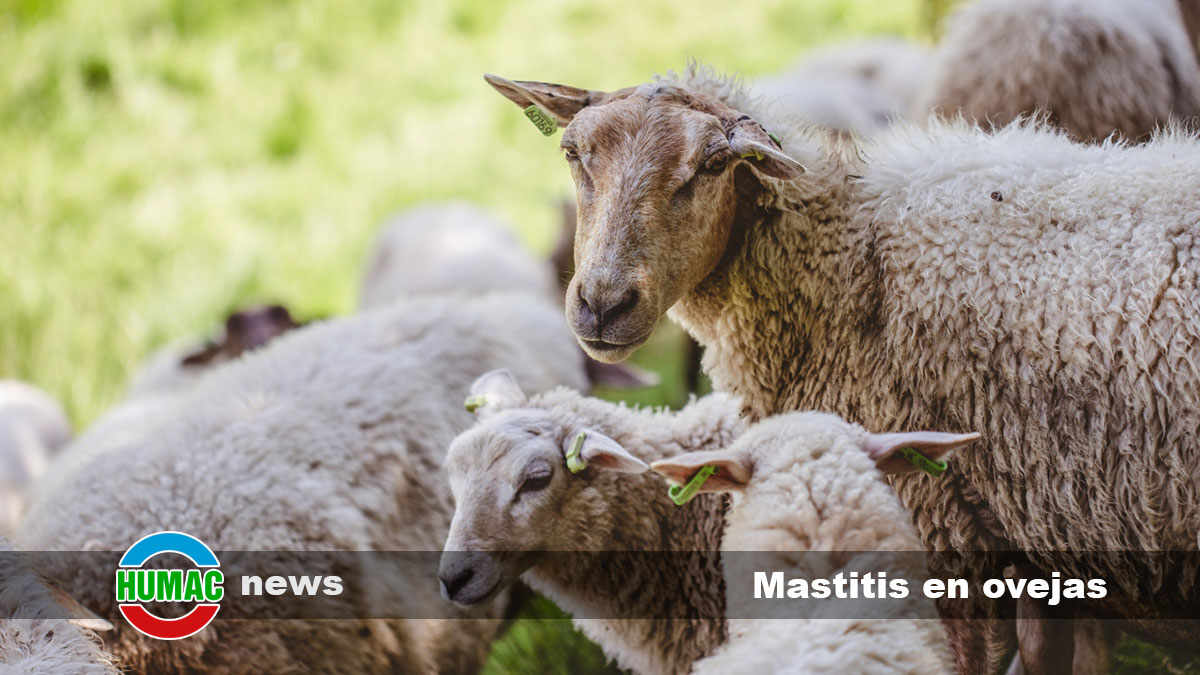 mastitis en ovejas